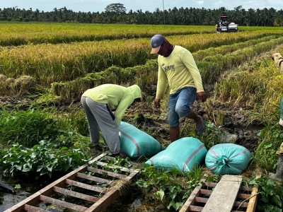 Bulog Antisipasi Lonjakan Panen Lalan, Gudang…