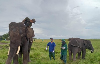 Melihat Perawatan Gajah Sumatera di Pusat…