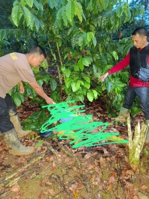Penusukan Maut di Desa Mendingin Terungkap,…