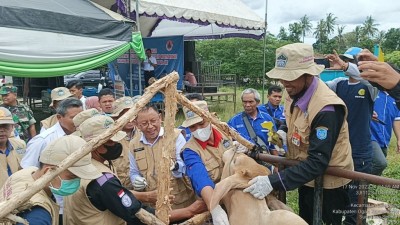 Tekan Penyebaran PMK, Pemkab OKI Terus Gencarkan…